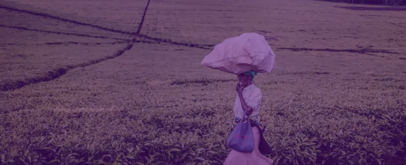 Tracking working conditions of women labourers and the socio-economic status of women in the Kericho tea zones